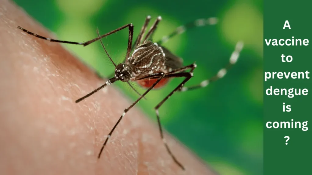 A vaccine to prevent dengue is coming?